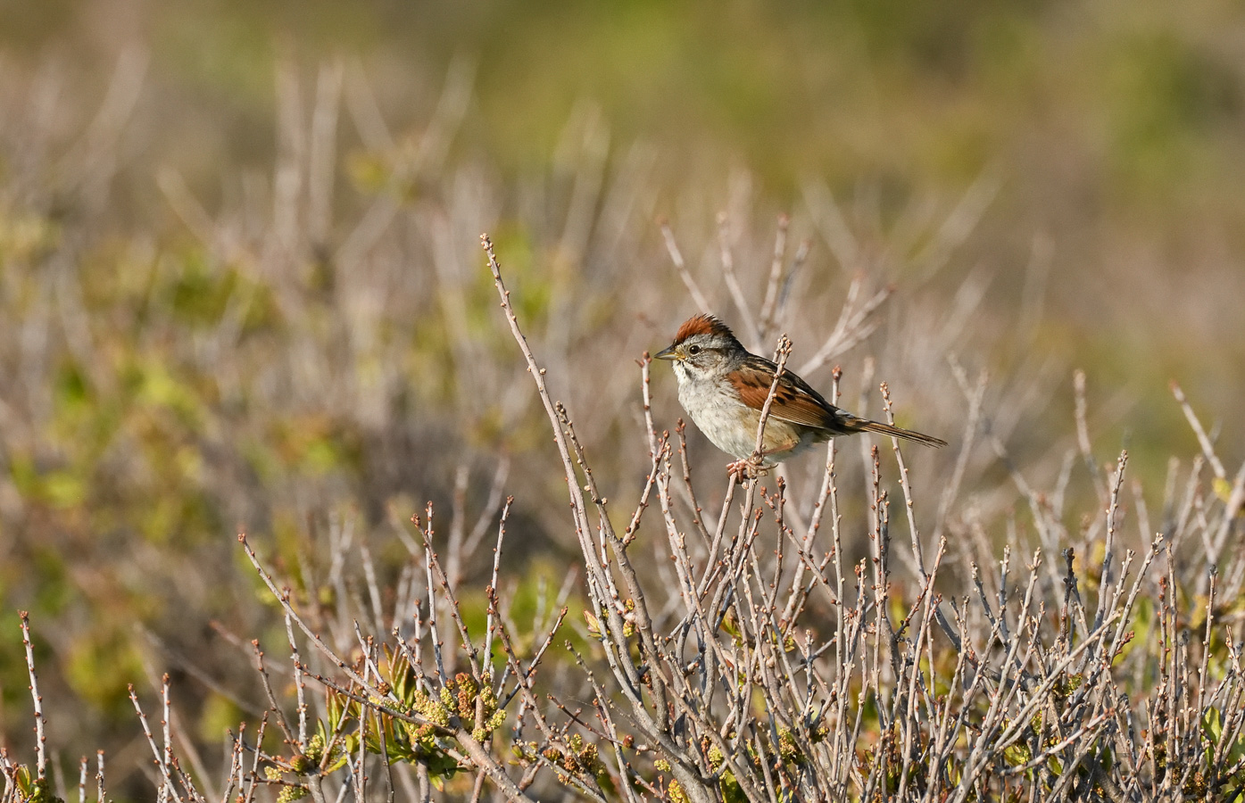 Melospiza georgiana georgiana [400 mm, 1/1250 Sek. bei f / 9.0, ISO 1600]